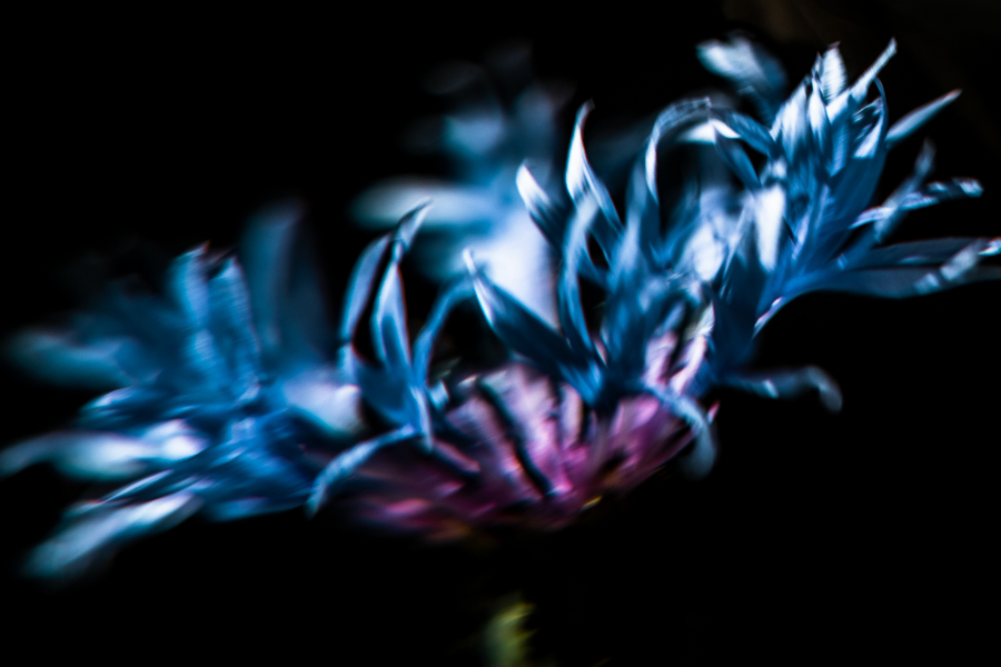 Bleuet - Centaurée des montagnes - Centaurea montana - The Vintage Glass Project