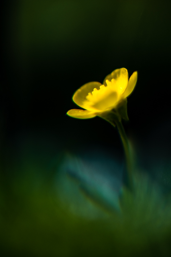 Bouton d’or - Ranunculus repens - The Vintage Glass Project