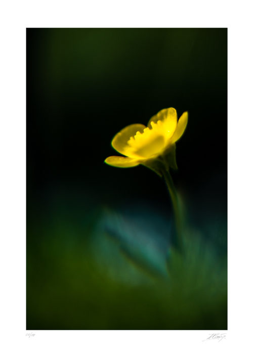 Bouton d’or - Ranunculus repens - The Vintage Glass Project