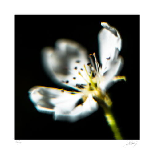 Fleur de Pommier – Malum